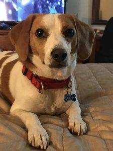 Stitch - Beagle Jack Russell Terrier Mix Dog For Private Rehoming In New Westminster BC