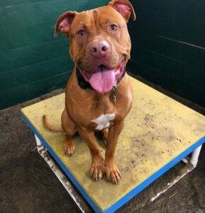 Photo Purebred american pit bull terrier for adoption philadelphia pa