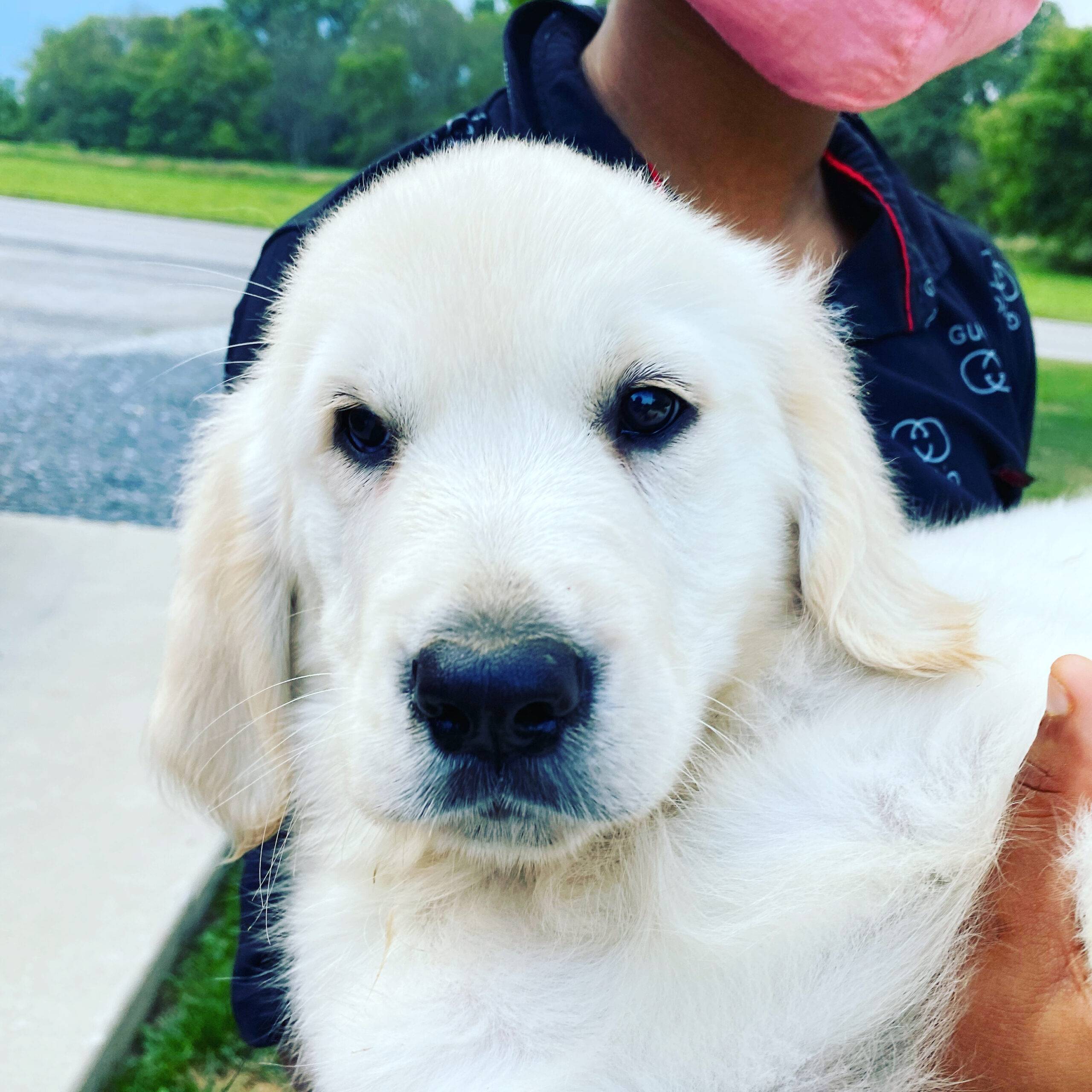 English Cream Golden Retriever Puppy for Adoption in New Jersey – Supplies Included -Adopt Nikki