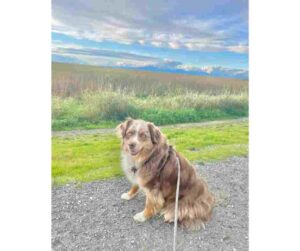 dog for adoption in Vancouver