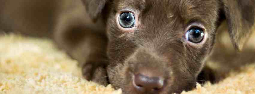 Puppies for adoption in edmonton banner