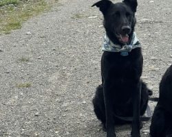 german shepherd dog for adoption in calgary