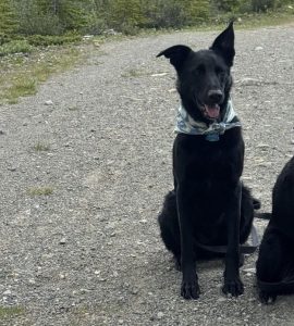 german shepherd dog for adoption in calgary