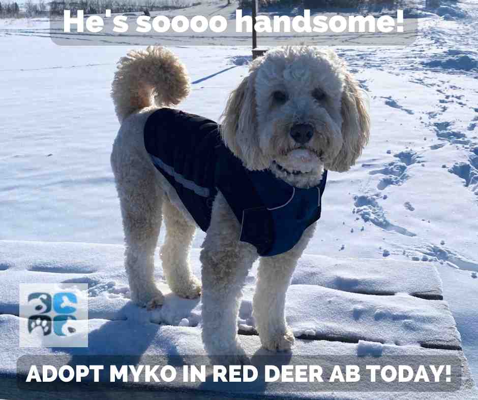 Photo of myko, a blonde miniature australian labradoodle dog for adoption in red deer calgary edmonton alberta