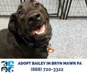 Cute photo of bailey showling her goofy smile. She is a black lab looking for her forever home in philadelphia pa