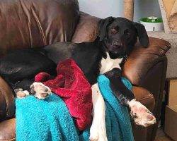 Lab border collie mix dog adoption edmonton ab