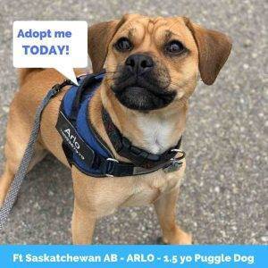  Arlo - Puggle Dog For Adoption in Fort Saskatchewan Alberta