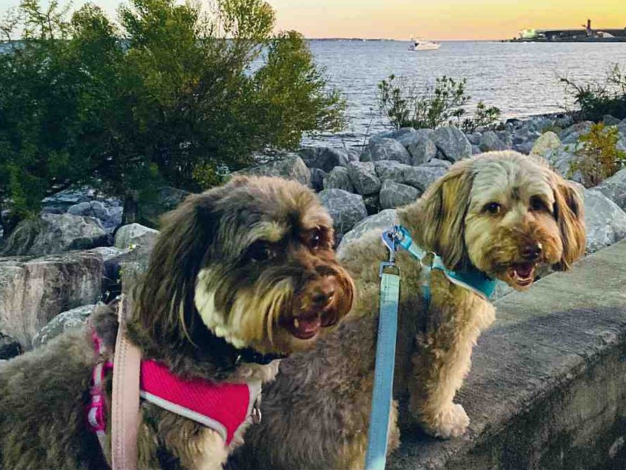 Pair of lovely havanese dogs posing on a walk near the seaside in valrico, florida