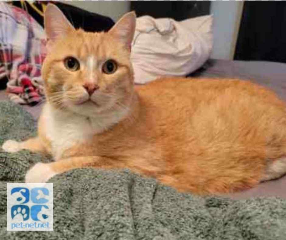Photo of simba, an orange tabby cat for adoption in calgary ab