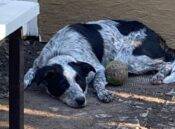 Boder Collie Blue Heeler Mix Dog Adoption Calgary
