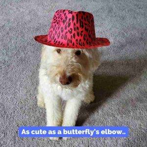 Miniature Labradoodle For Adoption in Indianapolis Indiana