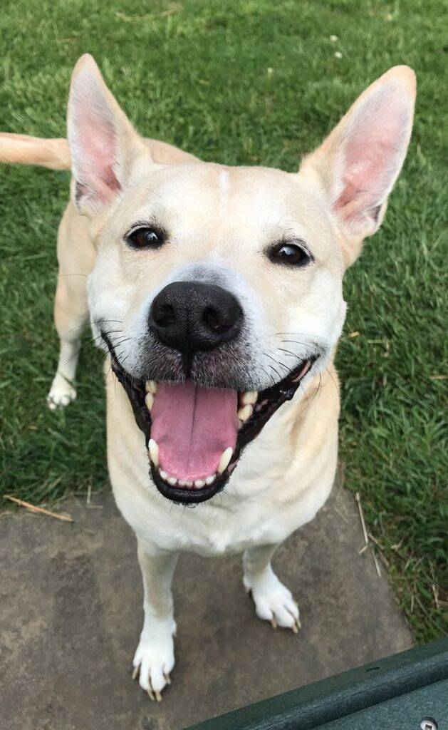 Adopt boston terrier amstaff sheltie mix dog columbus oh