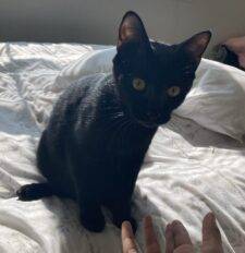 Black Kitten To Adopt San Antonio