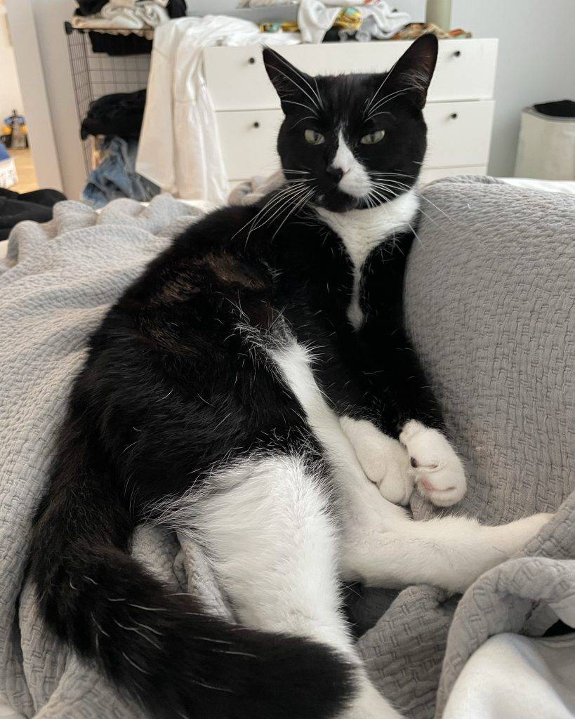 Rico is a beautiful black and white tuxedo cat for adoption in brooklyn ny.