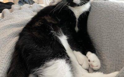 Brooklyn NY – Playful 2 yo Female Tuxedo Cat For Private Adoption – Supplies Included – Adopt Rico