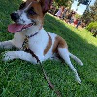 Syna Sue German Shepherd Cattle Dog Mix Dog For Adoption San Diego CA