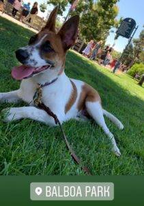 Syna sue german shepherd cattle dog mix dog for adoption san diego ca