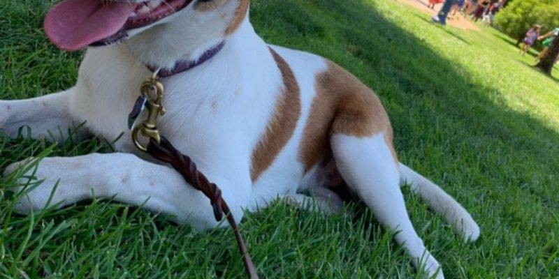 Syna Sue German Shepherd Cattle Dog Mix Dog For Adoption San Diego CA