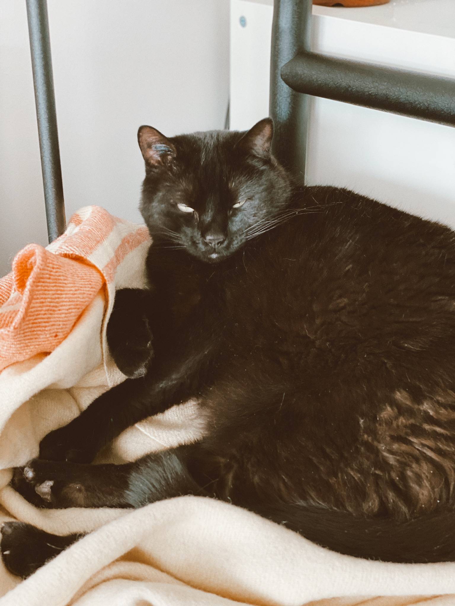 Cuddly Black Purring Machine For Adoption in Calgary AB – Adopt Max Today