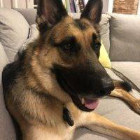 Koda German Shepherd For Adoption In Upstate NY