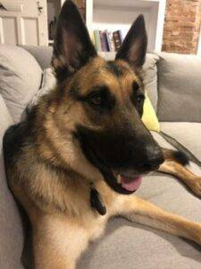 Female german shepherd dog for adoption in seneca falls ny – supplies included – adopt koda