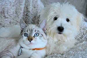 Cute siamese cat and white fluffy dog similar to pets for adoption in british columbia bc
