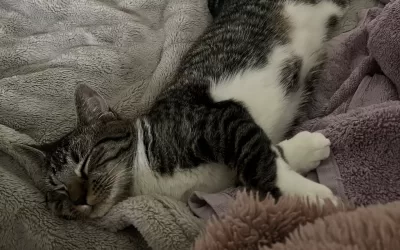 Sweet tiny brown tabby tuxedo kitten for adoption in orlando florida – meet trish
