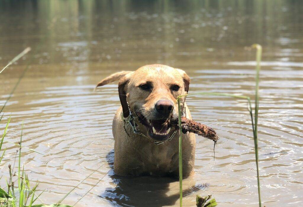 Labrador retriever for adoption in alabama