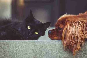 Photo of a cavalier king charles spaniel dog and a black cat similar to pets rehomed in bc by pet rehoming network.