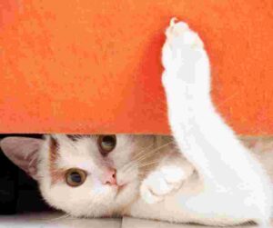 Cute cat hiding under a sofa