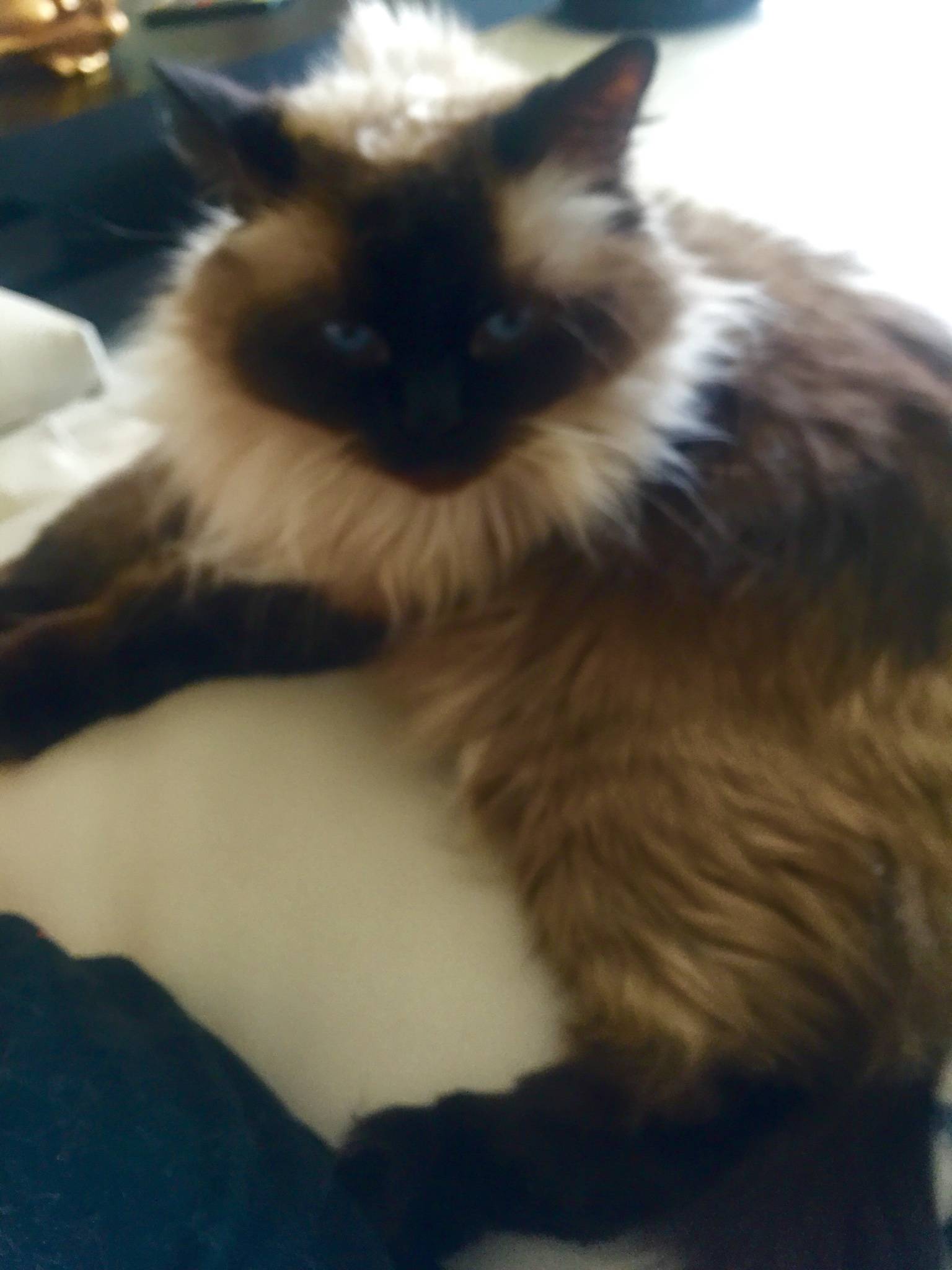 REHOMED – Finn the Ragdoll Cat Found a Loving New Home in Phoenix Arizona