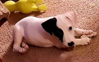 Jack Russell Terrier Puppy For Adoption in Goose Creek, SC – Supplies Included – Adopt Chance