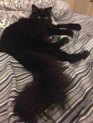 Stunning Black Persian Mix Cat For Adoption Near Houston In Katy TX