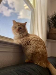 Longhaired Orange Tabby Cat For Adoption in El Paso Texas – Supplies Included – Adopt Timmy