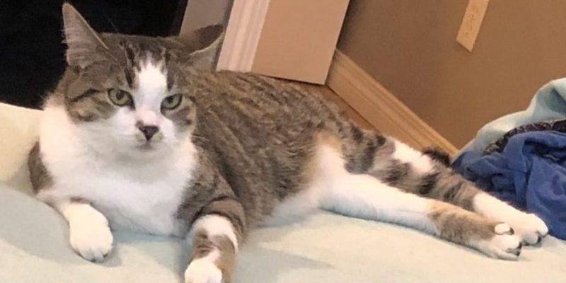Tabby Kitten For Adoption In Calgary AB – All Supplies Included – Adopt Luna