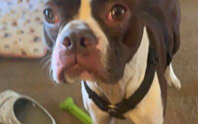 Boston Terrier For Adoption in Ladd Illinois – Supplies Included – Adopt Rosie