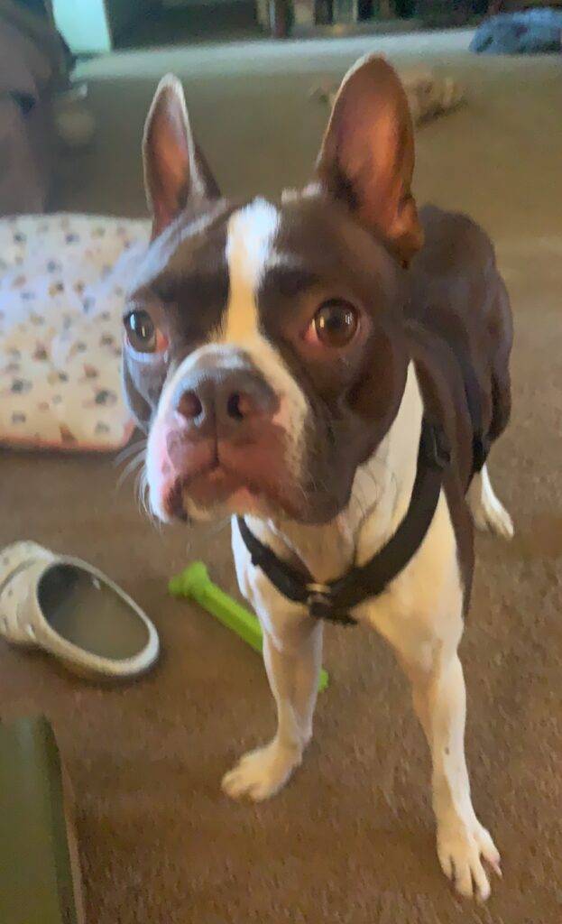 Boston terrier for adoption