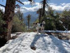 Saluki Afghan Hound Mix For Adoption in Pine Mountain Club California – Supplies Included – Adopt Kamaji