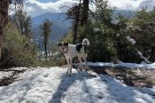 Saluki Afghan Hound Mix For Adoption In Pine Mountain Club California – Supplies Included – Adopt Kamaji