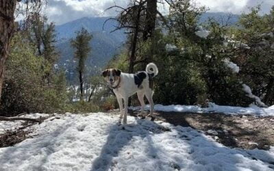 Saluki afghan hound mix for adoption in pine mountain club california – supplies included – adopt kamaji
