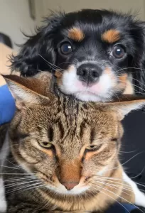 Rosie, a cavalier king charles spaniel puppy for adoption in calgary, is sitting on top of her cat friend's head.