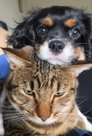 Rosie, A Cavalier King Charles Spaniel Puppy For Adoption In Calgary, Is Sitting On Top Of Her Cat Friend's Head.
