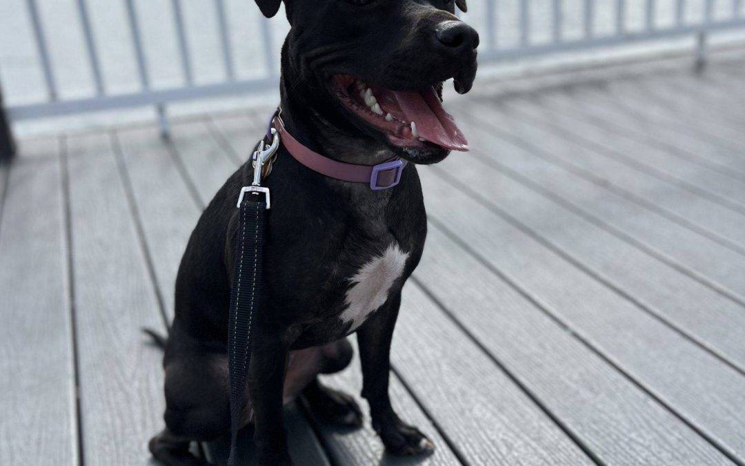 Pit bull dog for adoption by owner in tampa fl – supplies included – adopt luna