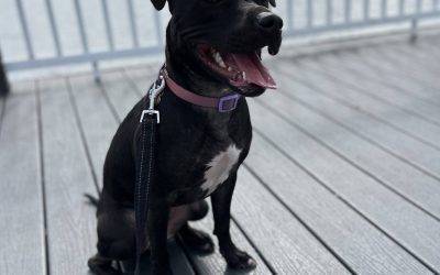 Pit bull dog For Adoption by Owner in Tampa FL – Supplies Included – Adopt Luna