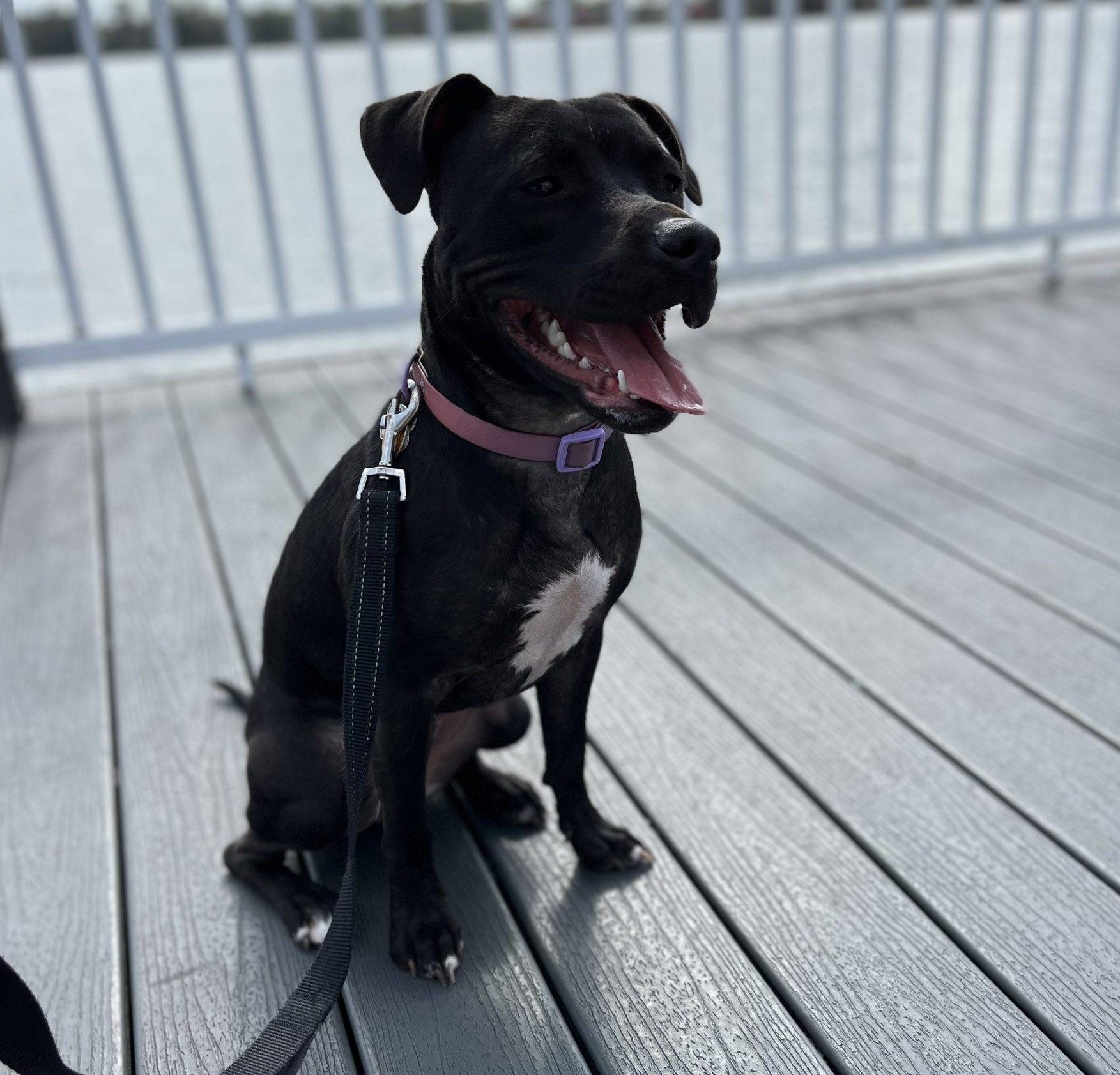 Black and White Pitbull Mix Dog for Adoption in Tampa Florida