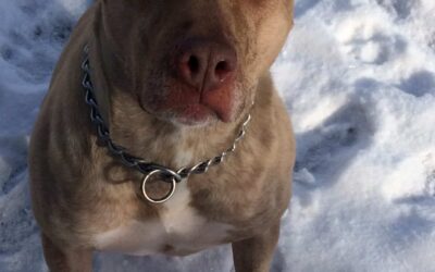 American staffordshire terrier amstaff dog for adoption in new hampton new york – meet king
