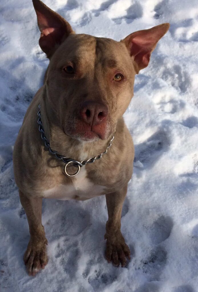 American staffordshire terrier amstaff dog for adoption in new hampton new york – meet king