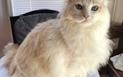 Stunning Apricot Ragdoll Cat For Adoption Near Nashville in Nolensville Tennessee – Supplies Included – Adopt George
