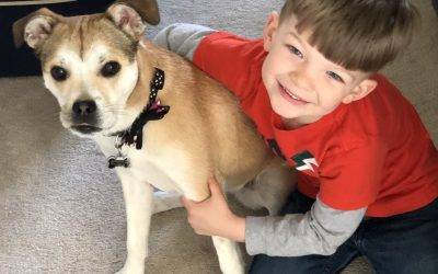 Philadelphia pa boston terrier mix for private adoption – adopt jojo
