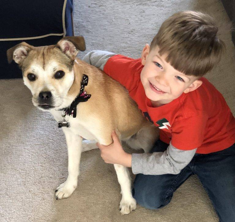 boston terrier puppies rescue near me